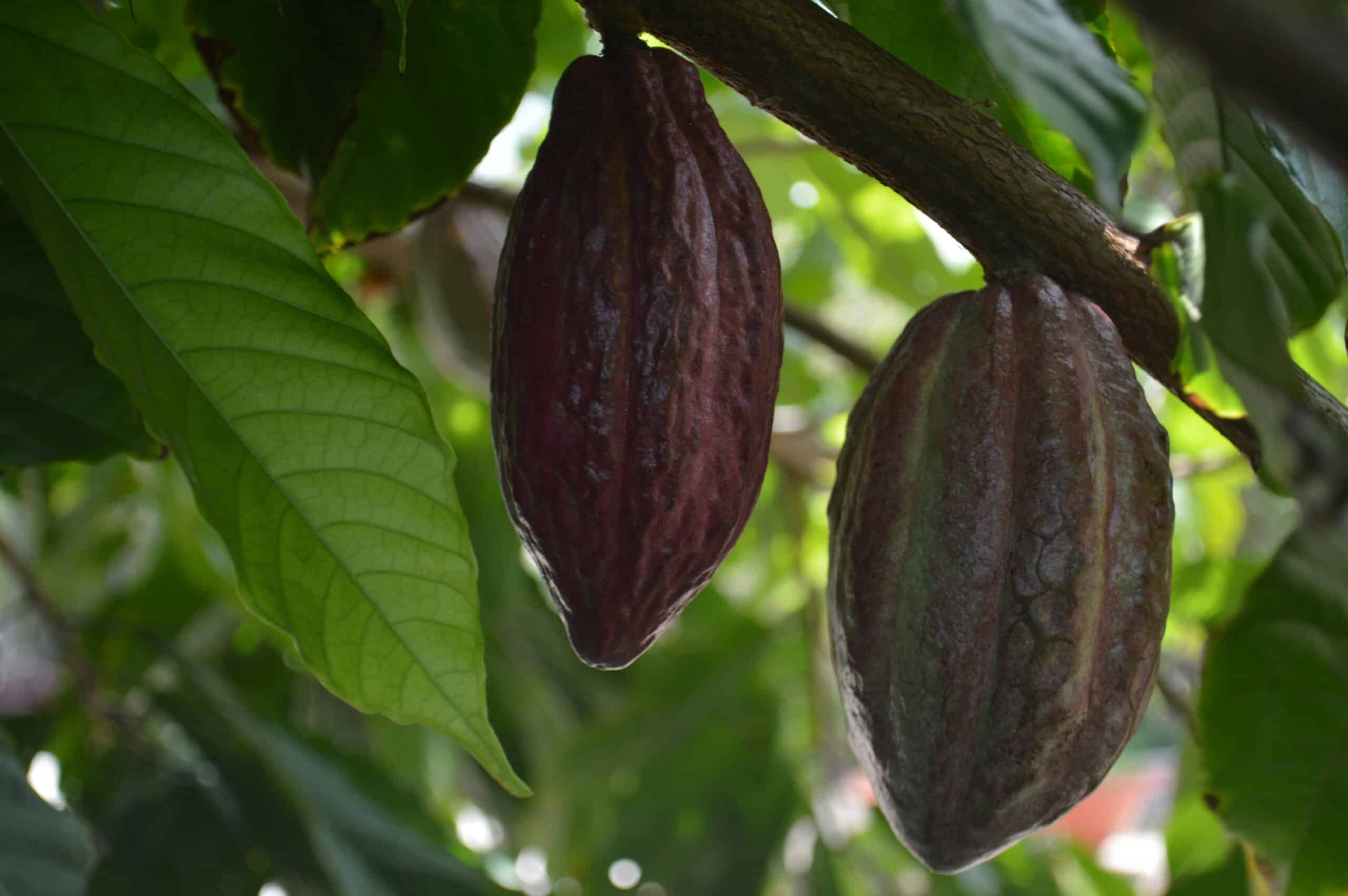 Cacao colombiano utilizado por Cacahuat Chocolate Premium