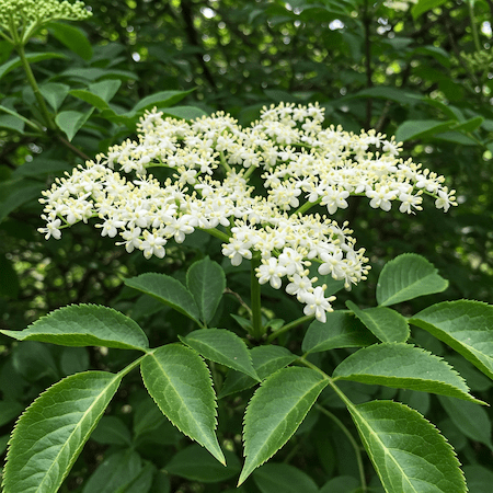 Sauco (Sambucus nigra) en Sevilla: Descubre las propiedades medicinales de las flores y bayas de este arbusto. Fortalece el sistema inmune, combate resfriados y protege las células del envejecimiento gracias a sus antioxidantes. Aprende a preparar infusiones y jarabes de Sauco en Asucate.com, tu herbolario de confianza en Sevilla. Encuentra productos naturales y remedios herbales con Sauco en nuestra tienda online