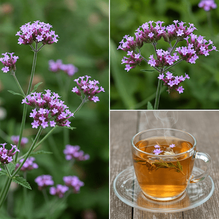 Verbena (Verbena officinalis) en Sevilla: Descubre las propiedades relajantes, digestivas y diuréticas de esta planta medicinal. Alivia tensiones musculares, combate espasmos y ayuda a eliminar líquidos. Aprende a preparar infusiones y compresas de Verbena en Asucate.com, tu herbolario de confianza en Sevilla. Encuentra productos naturales y remedios herbales con Verbena en nuestra tienda online