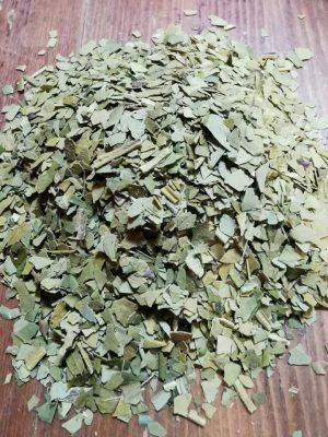 PLANTA MEDICINAL - MATE