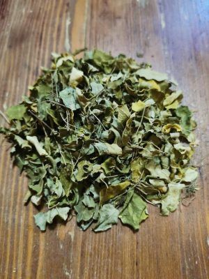 PLANTA MEDICINAL - MORINGA