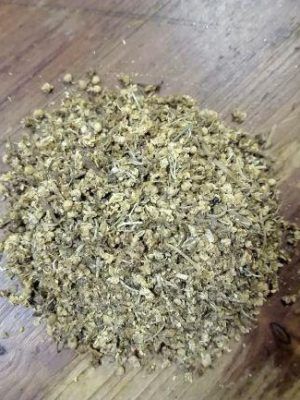 PLANTA MEDICINAL - SAUCO