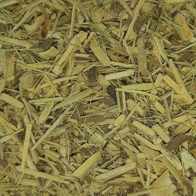 PLANTA MEDICINAL - GINSENG
